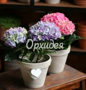 Гортензия в горшке