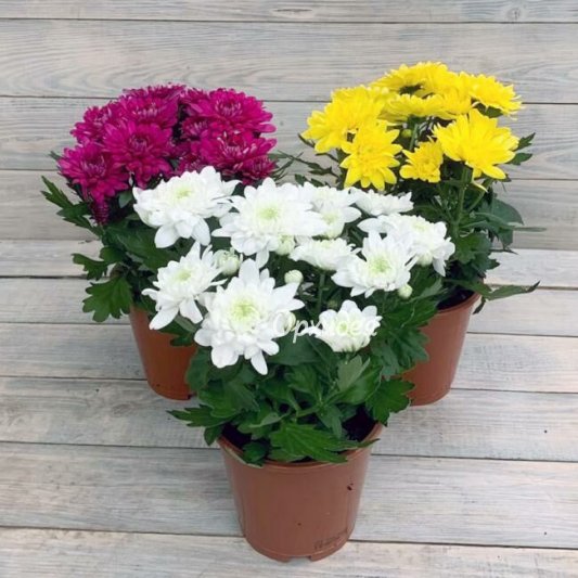 Хризантема в горшке
