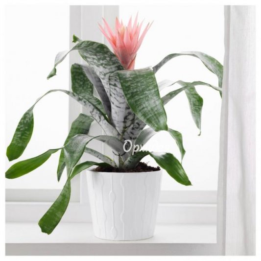 Эхмея в горшке