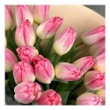 Тюльпан нежно розовый 25 шт