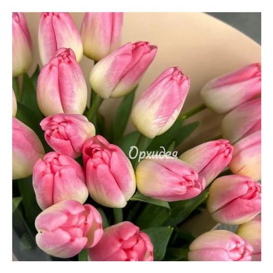 Тюльпан нежно розовый 25 шт
