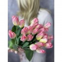 Тюльпан нежно розовый 25 шт