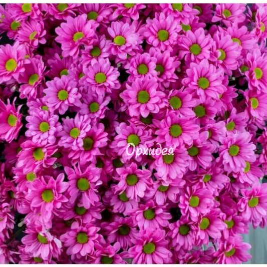 Кустовая хризантема