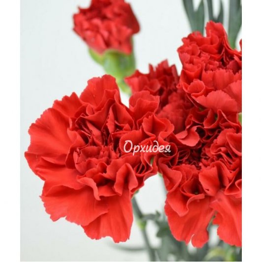 Гвоздика красная