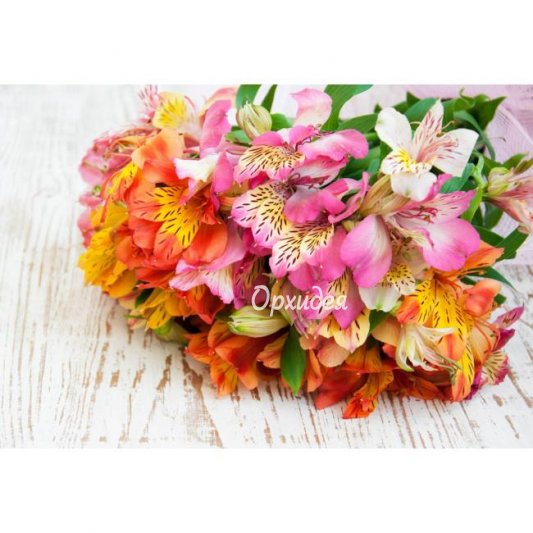 Альстромерия