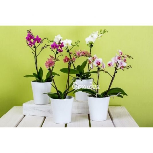 Орхидея фаленопсис в горшке