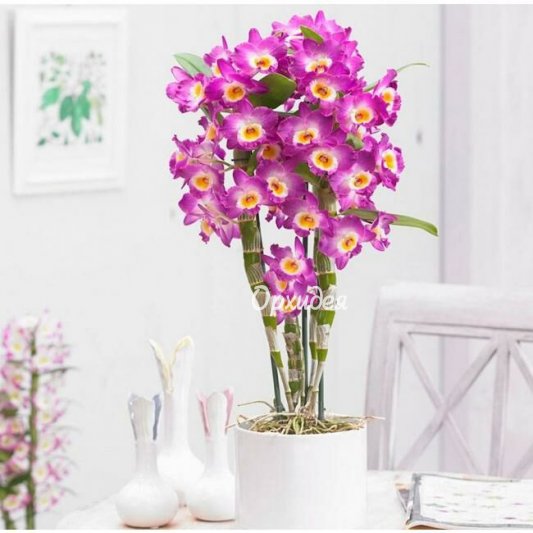 Орхидея дендробиум в горшке