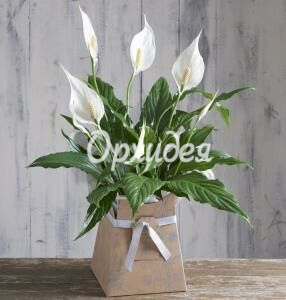 Спатифиллум в горшке