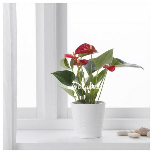 Антуриум в горшке