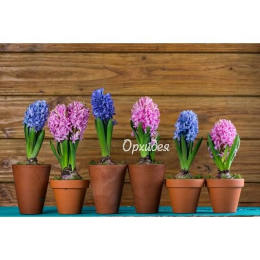 Гиацинт в горшке