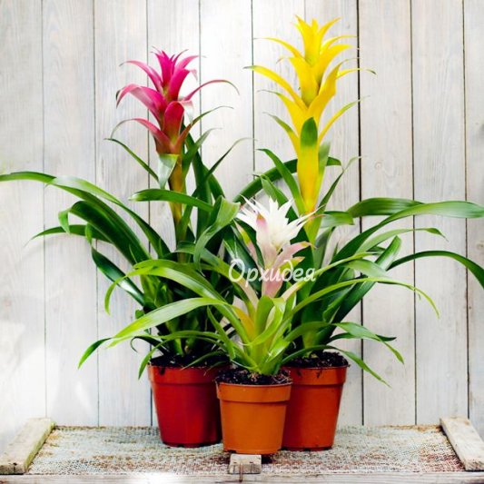 Гузмания в горшке